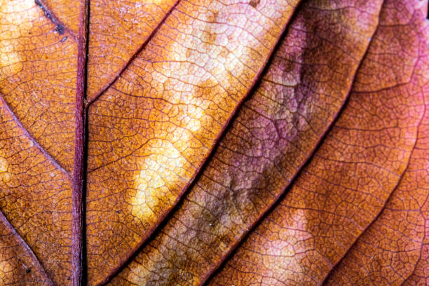 istock Abstract Close Up of Tree Leaf for Background 1077817710