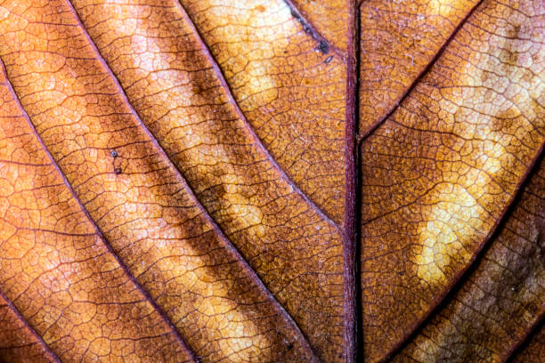 istock Abstract Close Up of Tree Leaf for Background 1077818064