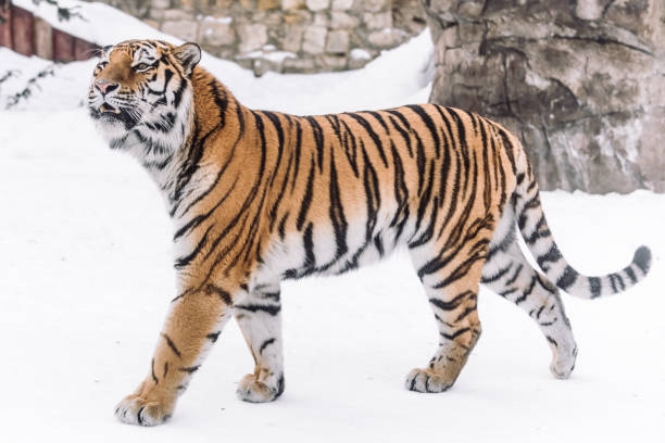 istock Young tiger hunting in morning snow 1077819494