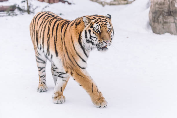 istock Young tiger hunting in morning snow 1077819560