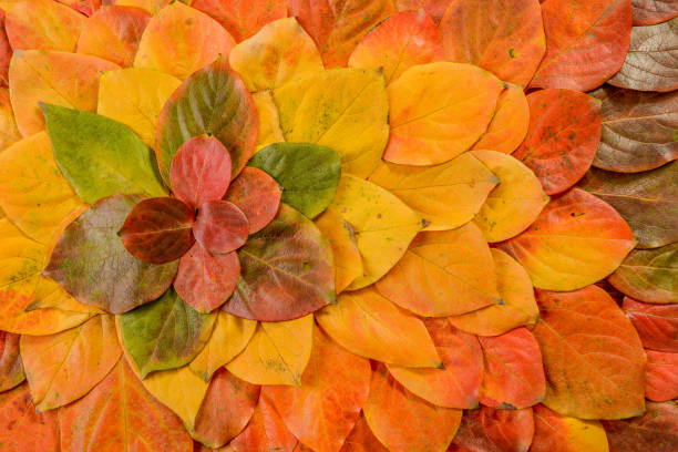 istock Autumn leaves. Foliage. Leaves. 1077819868