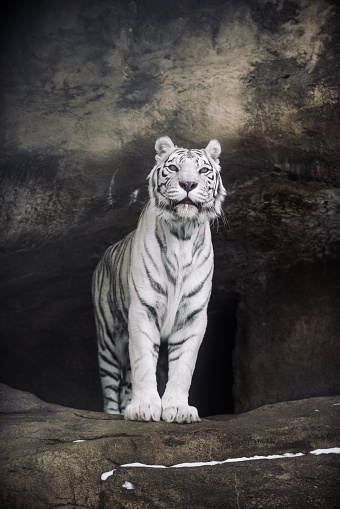 Albino Bengal Tiger in Moscow Zoo
