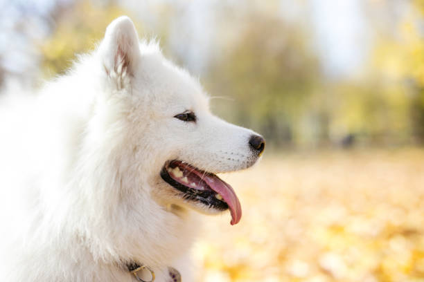 istock Samoyed dog in autumn park 1077822334