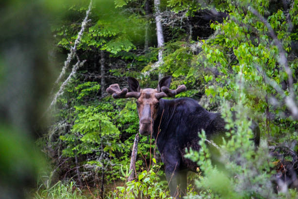 メインのムース - maine moose ストックフォトと画像