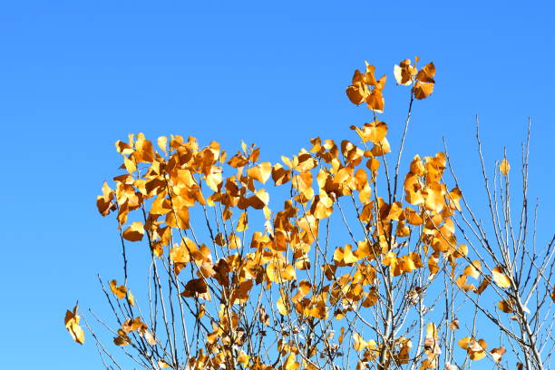 istock Yellow autumn leaves 1077829322