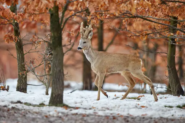 Roe deer  in an oak forest