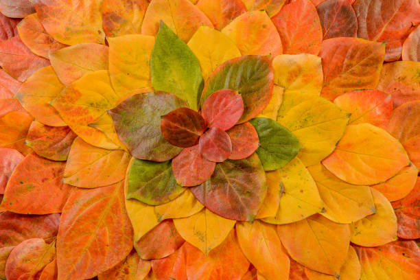 istock Autumn leaves. Foliage. Leaves. 1077831110