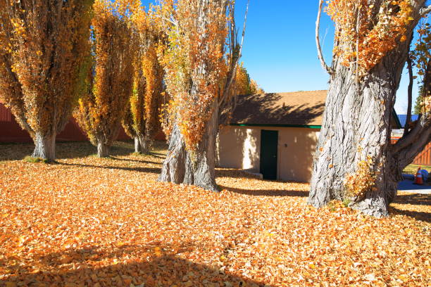 istock Yellow autumn leaves 1077835140