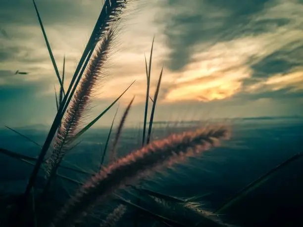 Grass on the mountain of Krabi Thailand. Color graded.