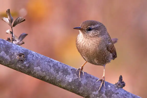 Eurasian wren in  natural habitat