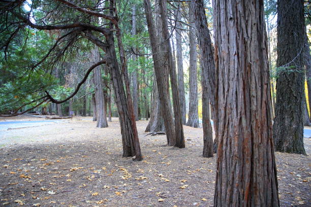 redwood-wald im yosemite valley, kalifornien-usa - yosemite falls tree branch landscape stock-fotos und bilder