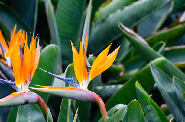 istock Strelitzia Reginae flower closeup (bird of paradise flower). 1077839334