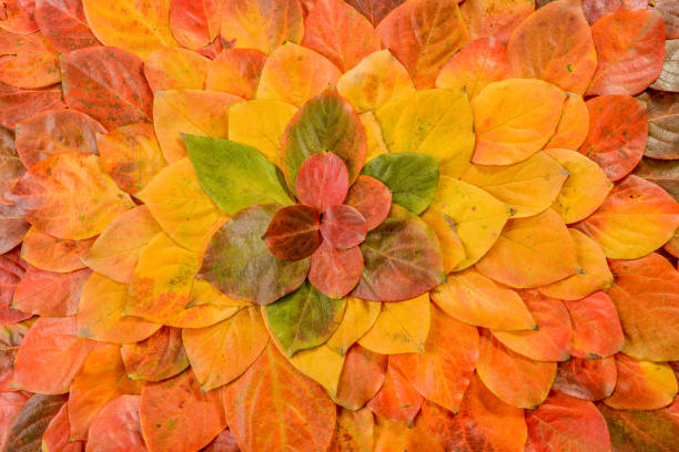 istock Autumn leaves. Foliage. Leaves. 1077839526