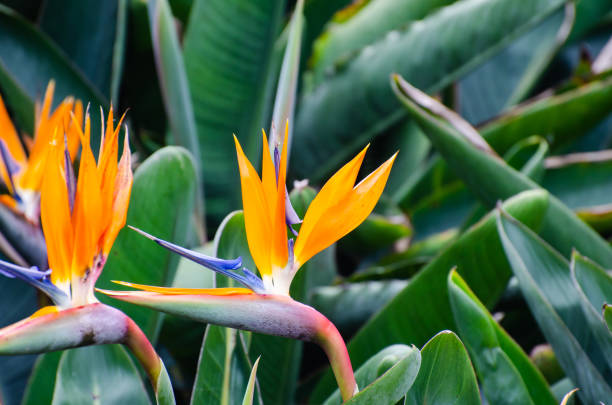 istock Strelitzia Reginae flower closeup (bird of paradise flower). 1077842628