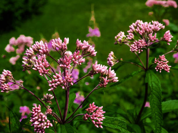 istock Wild flowers of  Algoma County, Ontario, Canada 1077843056