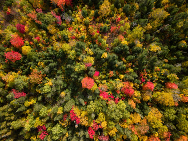 istock Aerial Fall Season Landscape 1077844938