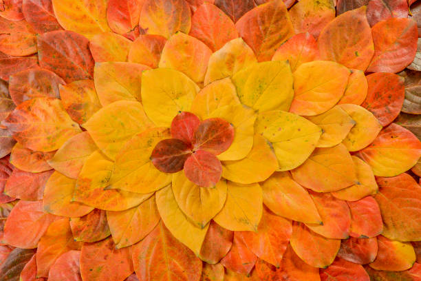 istock Autumn leaves. Foliage. Leaves. 1077845042