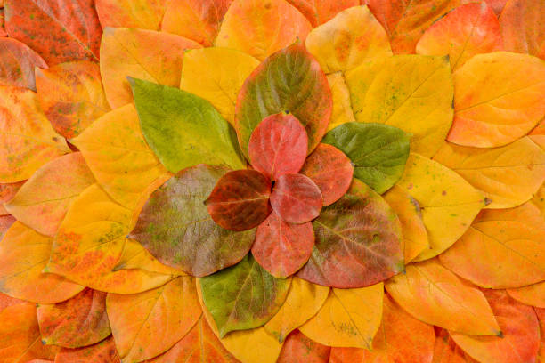 istock Autumn leaves. Foliage. Leaves. 1077845894