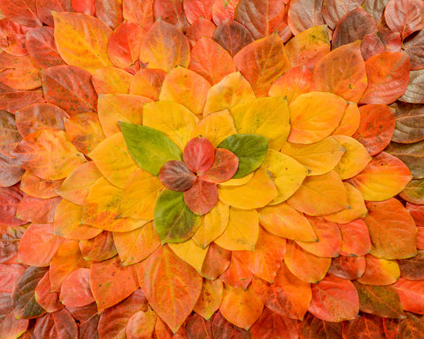 istock Autumn leaves. Foliage. Leaves. 1077850256