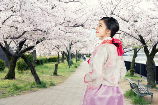 Asian Korean woman wearing traditional Korean hanbok looking cherry blossom in garden in Seoul, South Korea. Cherry blossom in Seoul, South Korea.