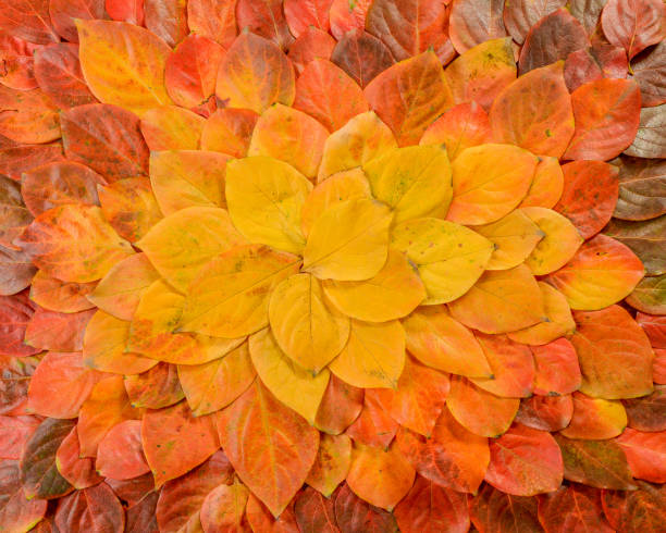 istock Autumn leaves. Foliage. Leaves. 1077854652