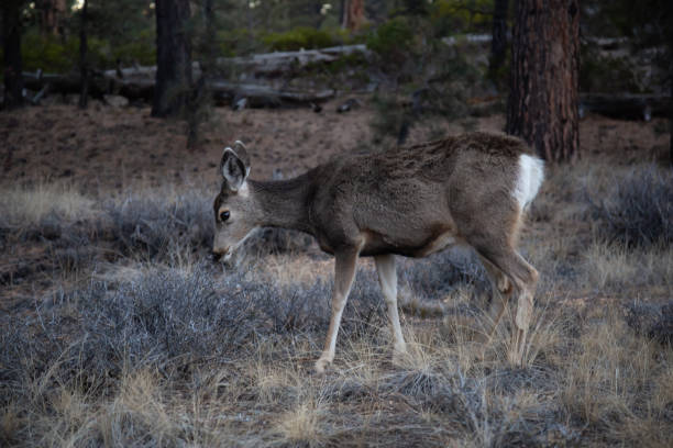 istock Deer in Bryce National Park, Utah 1077858184