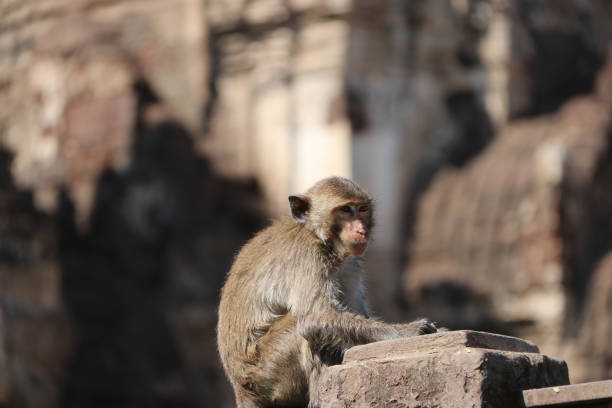 istock Crab-eating Macaque monkey sitting on the mortar pole of fence. 1077858842