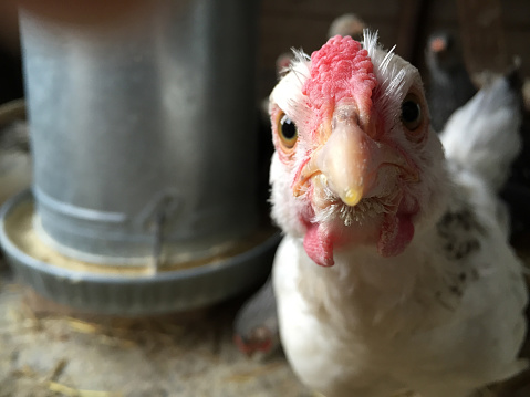 Close up of a young chicken staring into the camera, curious.  Beak and eyes focused.  Inside coop, feeder in the background.