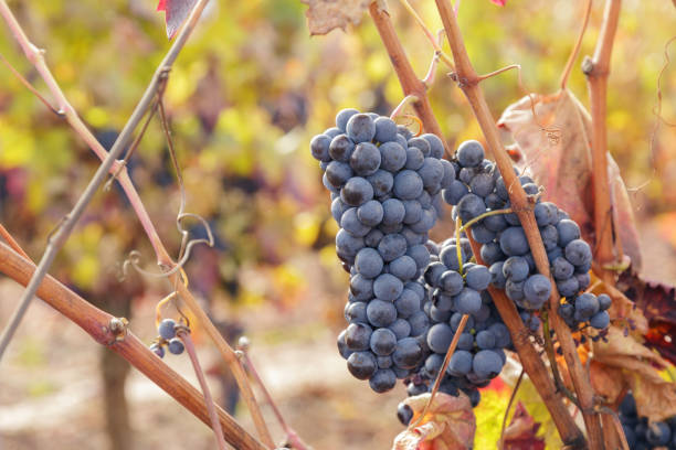 istock Autumn vineyard in La Rioja, Spain. 1077861070