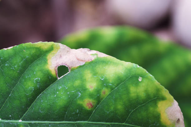 istock macro photo of plant 1077862146