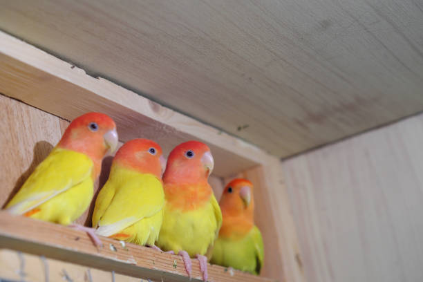 istock red headed lutino roseicollis lovebird 1077862710
