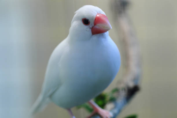 istock the white finches 1077864002