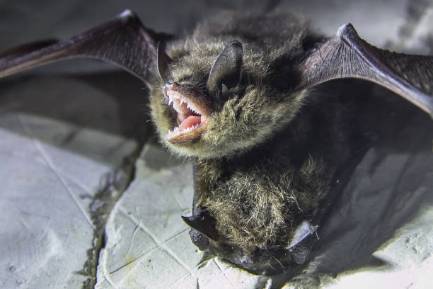 Angry pair of bats disturbed during hibernation Angry pair of bats disturbed during hibernation, close up echolocation photos stock pictures, royalty-free photos & images