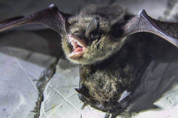 angry pair of bats disturbed during hibernation - wild abandon imagens e fotografias de stock