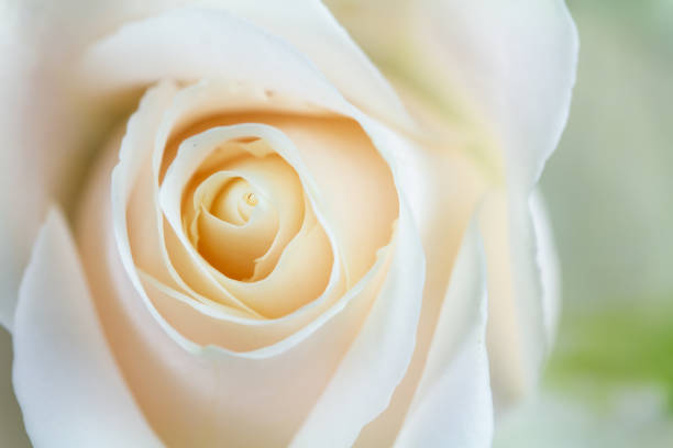 A detailed close-up photograph of a cream rose blossom, emphasizing its beauty and symmetry. The soft petals create a stunning spiral pattern, exuding grace and elegance in an intimate perspective.