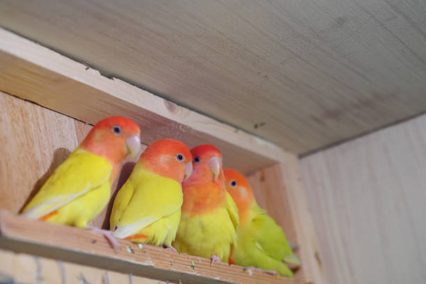 istock red headed lutino roseicollis lovebird 1077864554