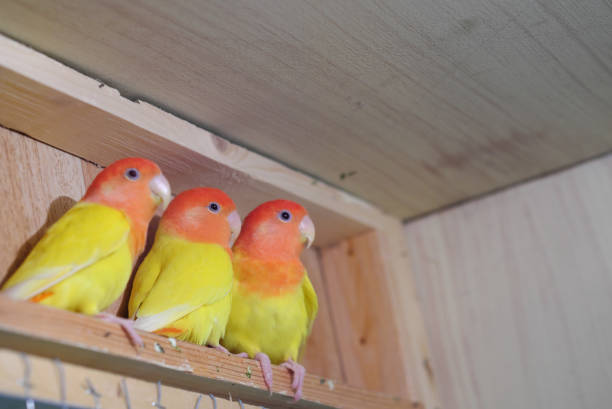 istock red headed lutino roseicollis lovebird 1077864572