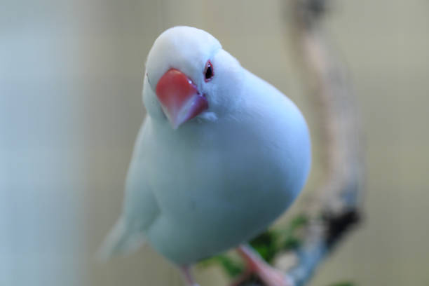 istock the white finches 1077864582