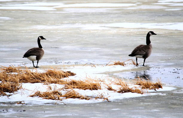 istock Two Geese on a Frozen Pond 1077865722