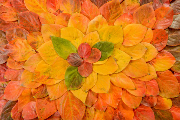 istock Autumn leaves. Foliage. Leaves. 1077870824