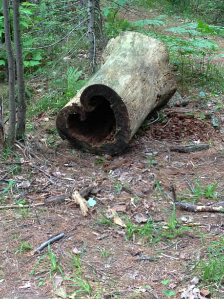 istock Heart shaped log in a forest in summer 1077870956