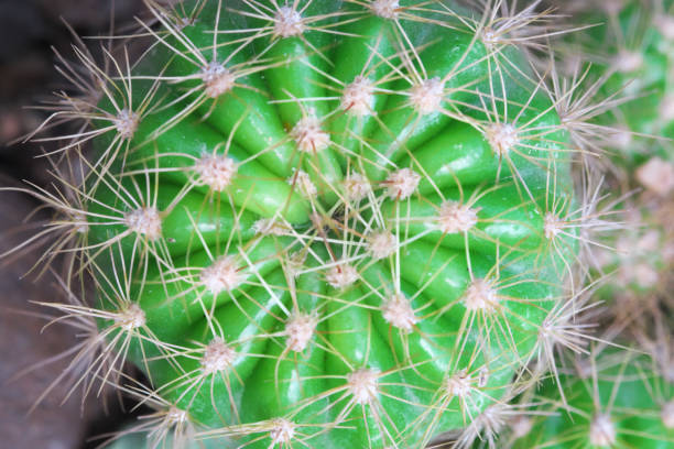 istock macro photo of cactus 1077870962