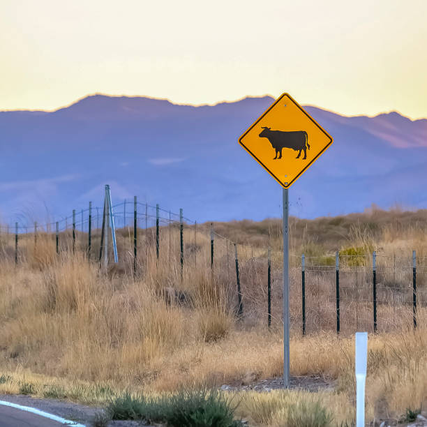 istock Cattle crossing road sign against mountain in Utah 1077872666