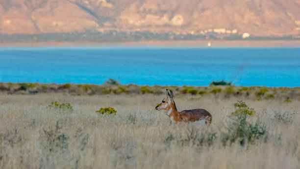 Female Pronghorn on an open prairie in Utah Lake Female Pronghorn on an open prairie in Utah Lake. A female Pronghorn Antelope looking in the distance on an open prairie. Wildlife in Utah Lake on a sunny day with mountain in the background. lake utah stock pictures, royalty-free photos & images