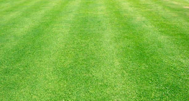 istock Grass green field football 1077873292