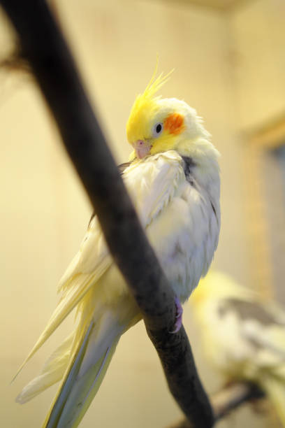 The cockatiel bird