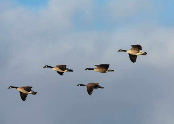istock Canada geese flying against clouds, seen in the wild 1077877044