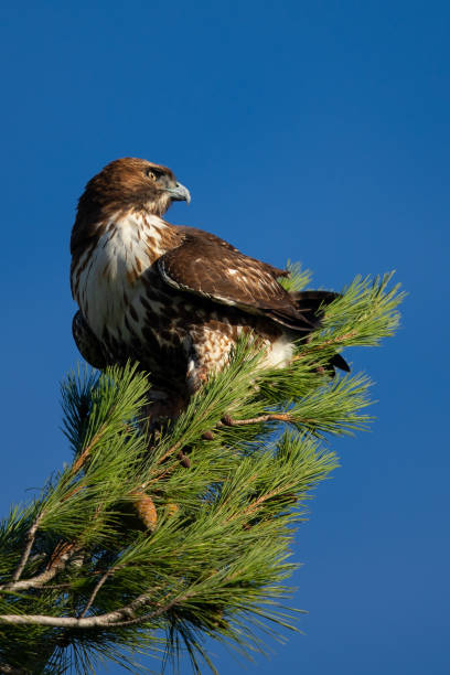 istock Red-tailed hawk perched on a tree, seen in the wild in North California 1077877312