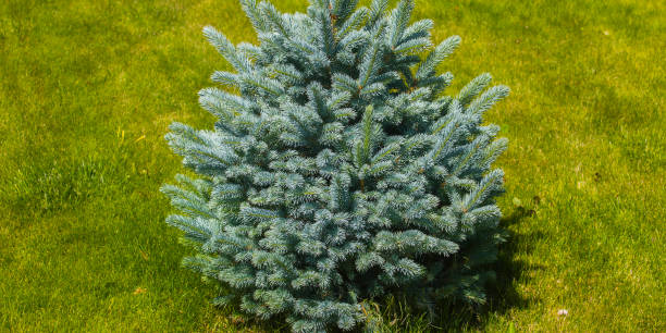 istock Pine tree on bright green lawn on a sunny day 1077880948