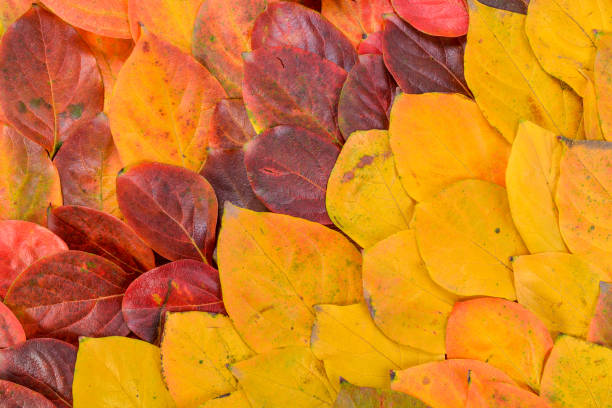 istock Autumn leaves. Foliage. Leaves. 1077882308